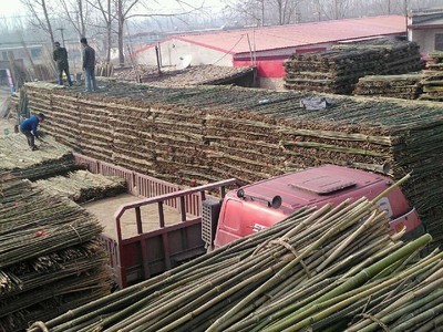 專業供應菜架竹，助力高效農業生產——文安縣永興竹品銷售處